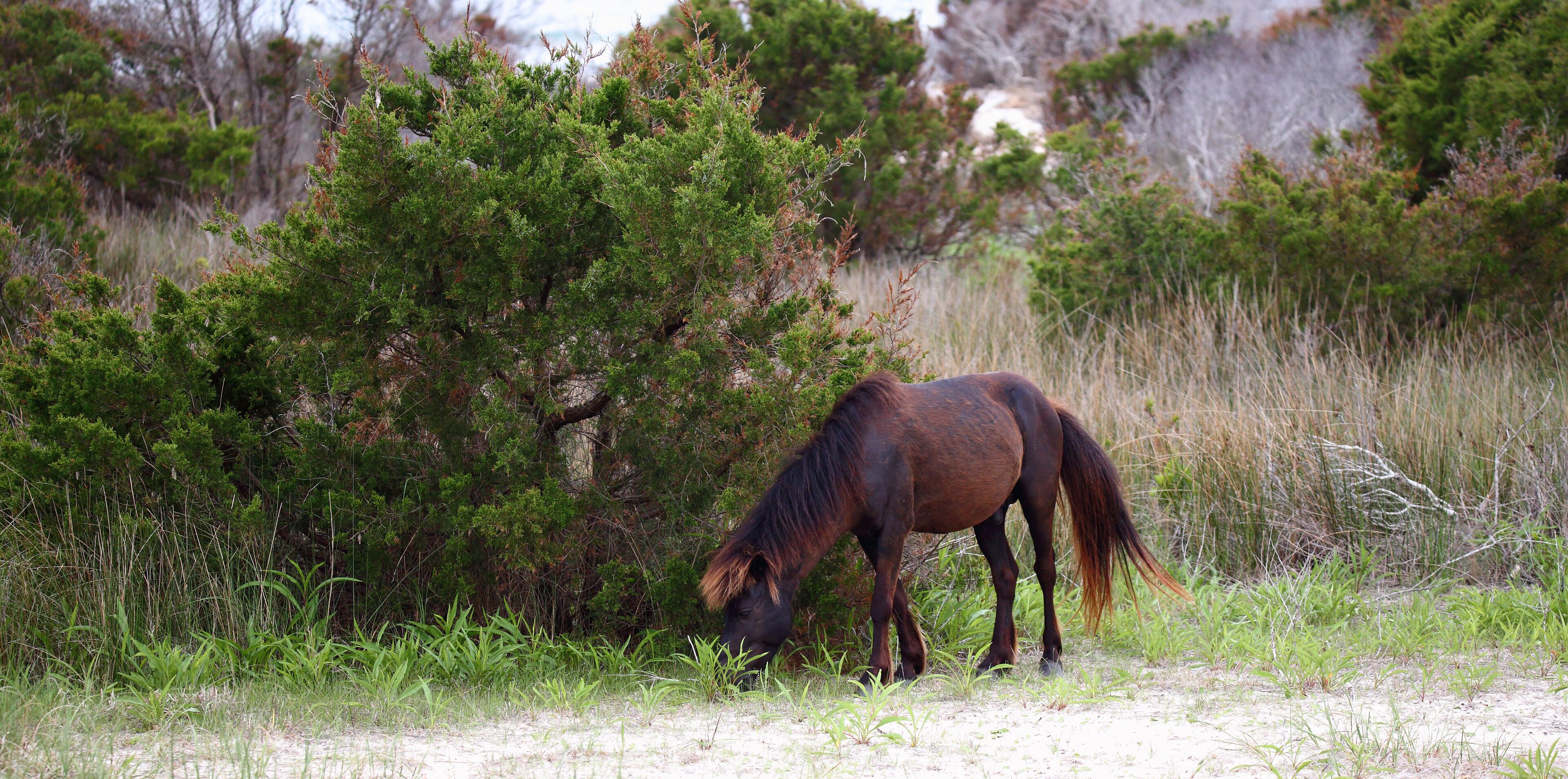 The Wild Horses of Shackleford Banks