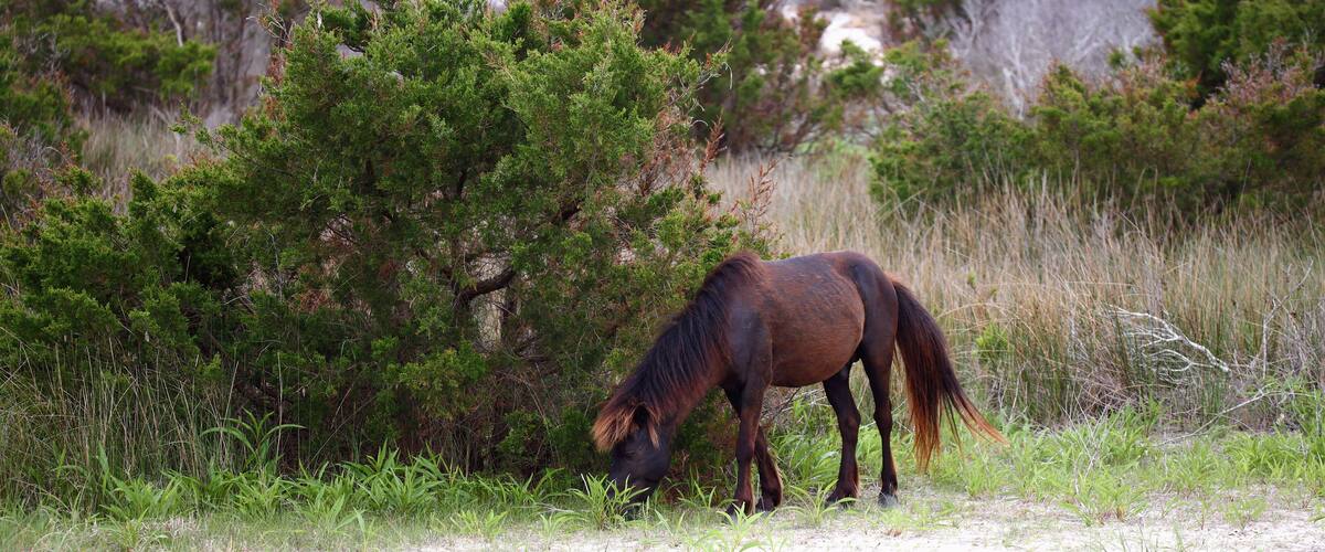 The Wild Horses of Shackleford Banks