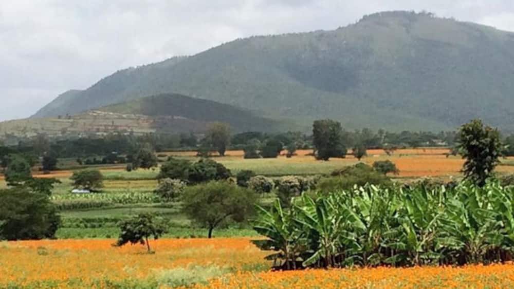 Marigold fields Wayanad - August 2016