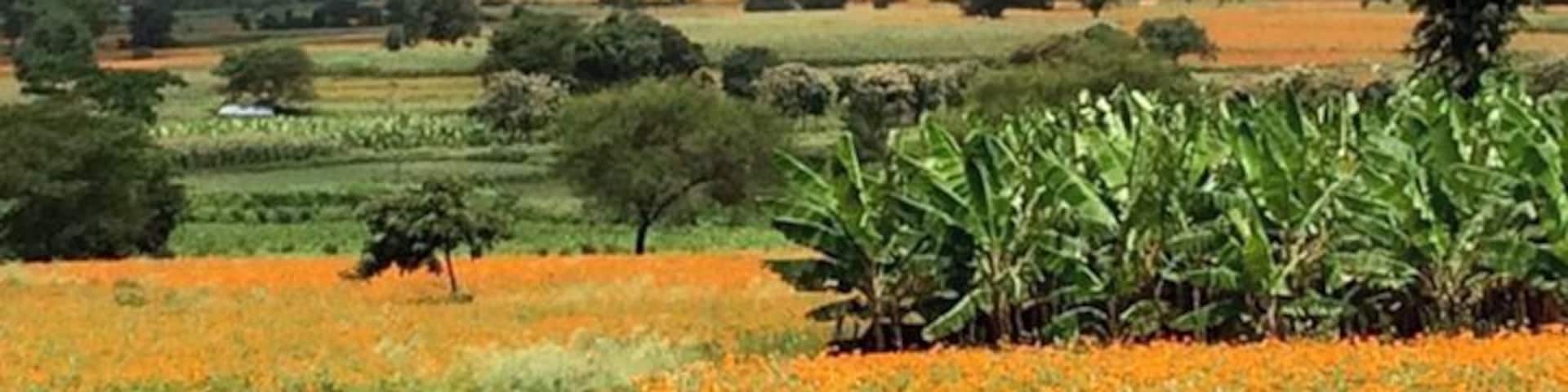 Marigold fields Wayanad - August 2016