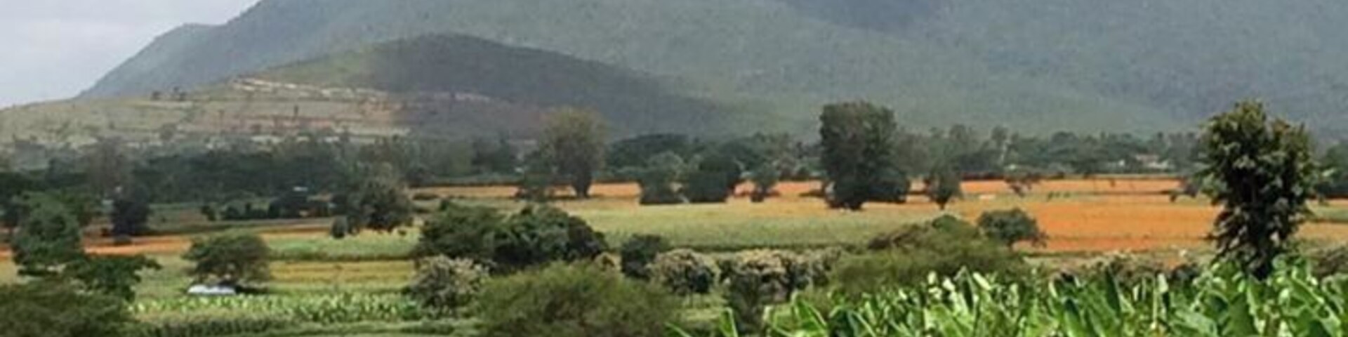 Marigold fields Wayanad - August 2016