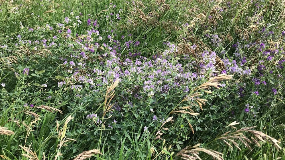A field of purple flowers and tall grasses.
