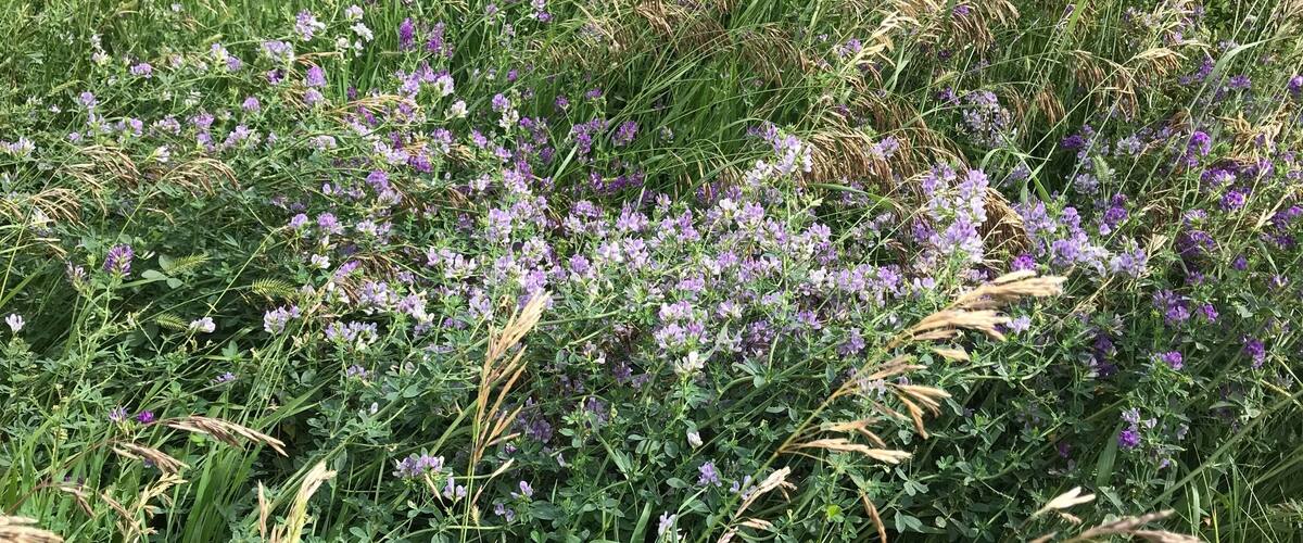 A field of purple flowers and tall grasses.