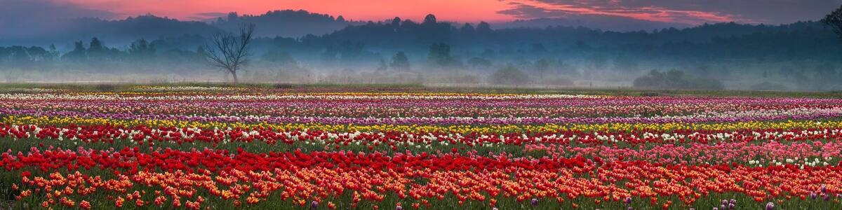 blooming tulips