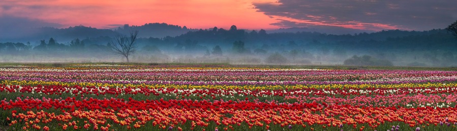 blooming tulips