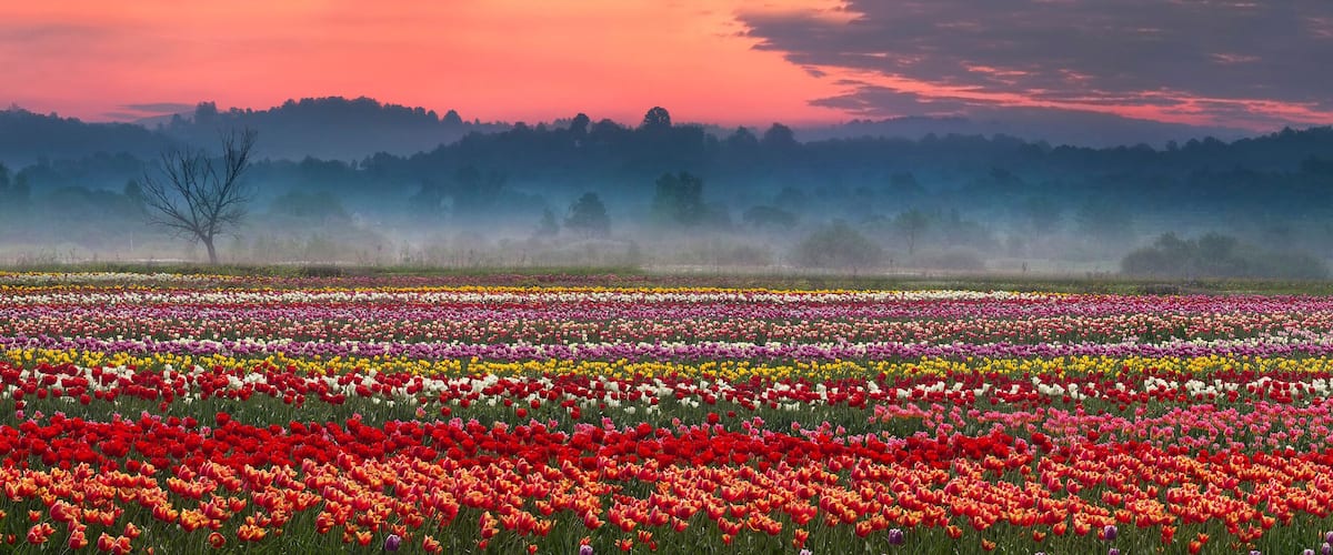 A tulip field at sunset with a misty forest in the background.