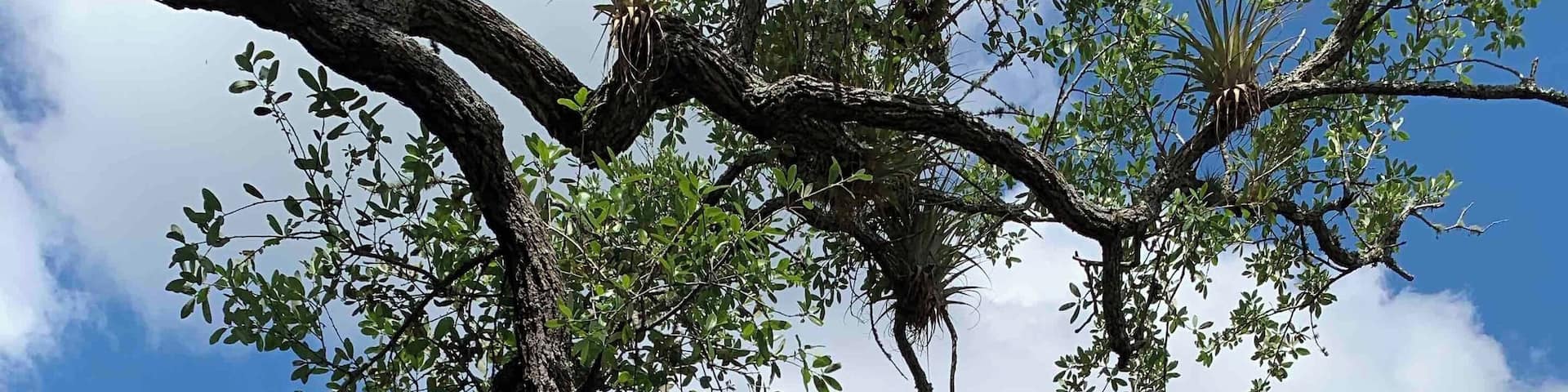 Nice day kayaking on Peace River
#Waterlust