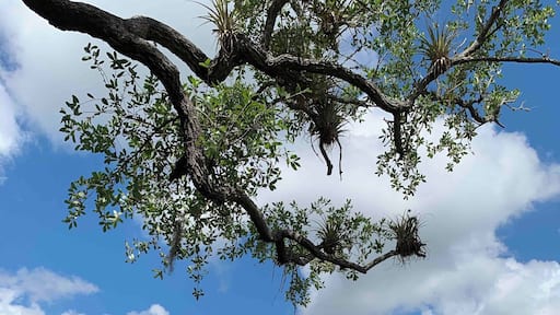 Nice day kayaking on Peace River
#Waterlust