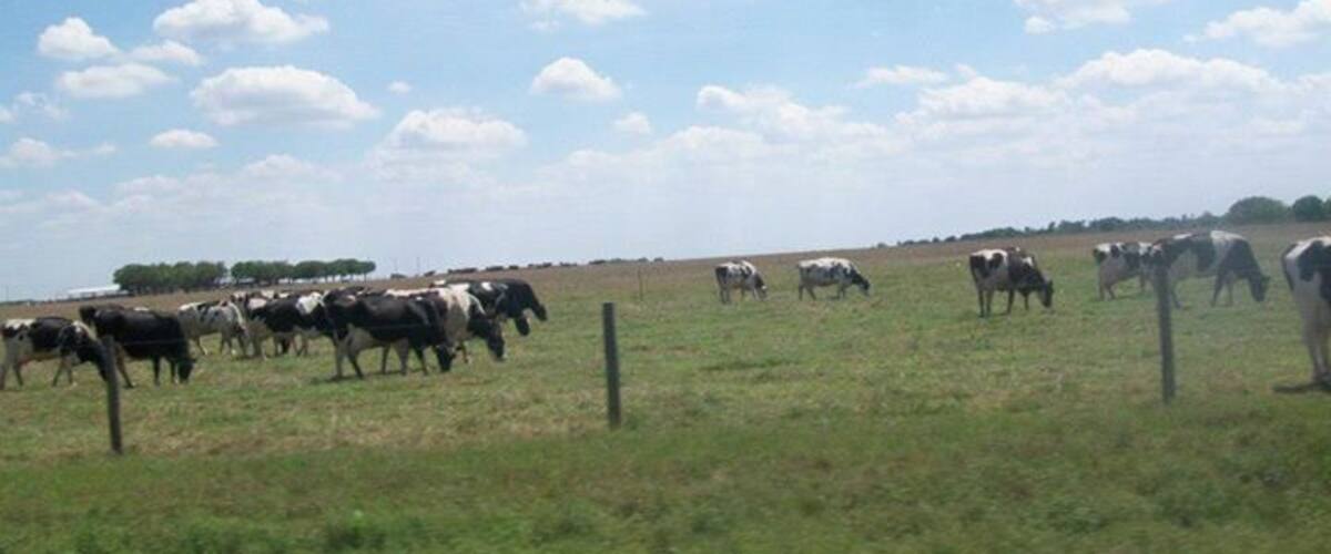 Flat land and cattle, enjoying the day taking the back roads.