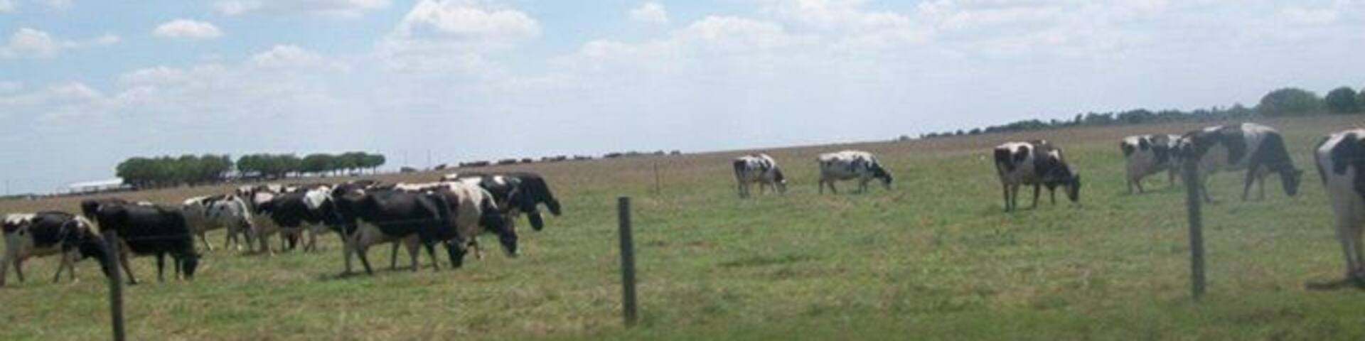 Flat land and cattle, enjoying the day taking the back roads.