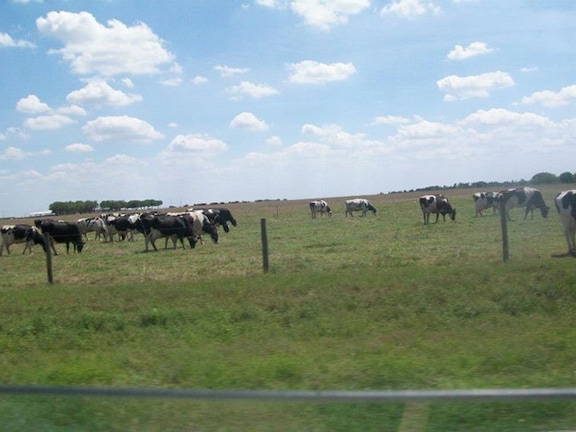 Flat land and cattle, enjoying the day taking the back roads.