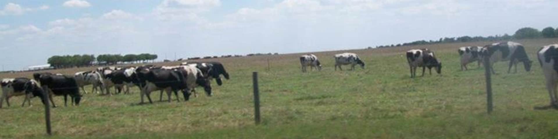 Flat land and cattle, enjoying the day taking the back roads.