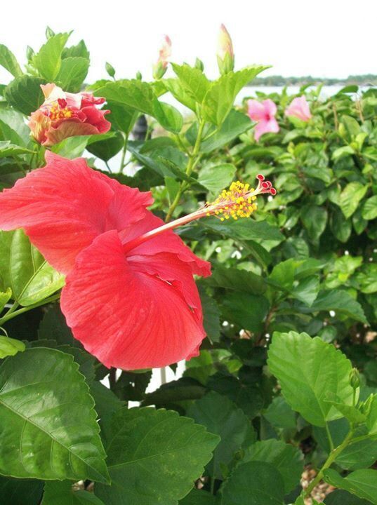 Red Hibiscus