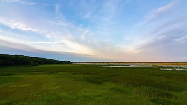 A grassy wetland with a distant tree line and a clear sky.
