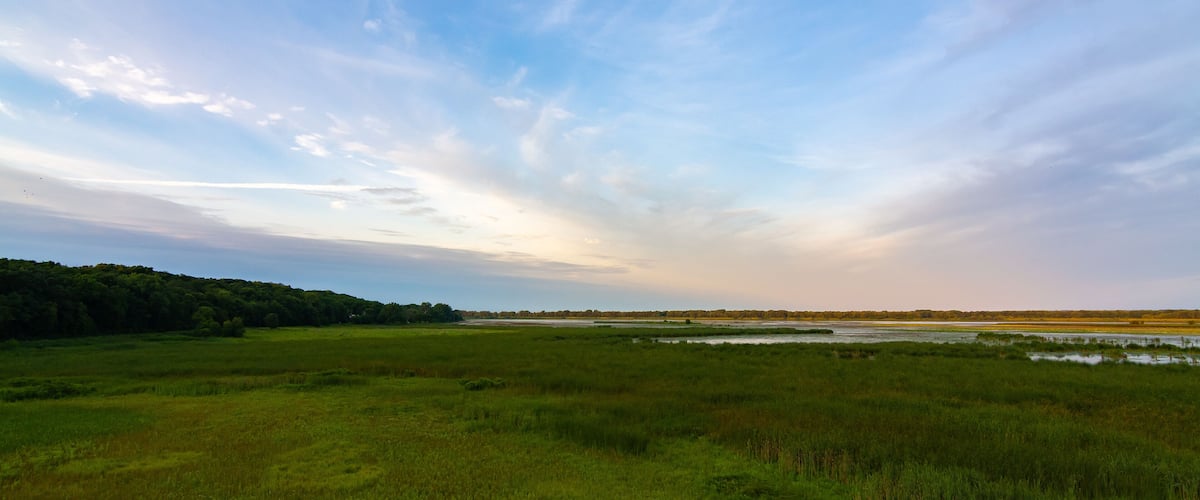 A grassy wetland with a distant tree line and a clear sky.