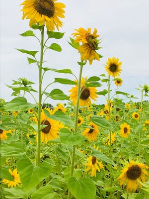 Harvest Moon Fun Farm Sunflower Maze. Brooksville, FL.