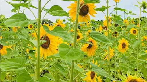 Harvest Moon Fun Farm Sunflower Maze. Brooksville, FL.
