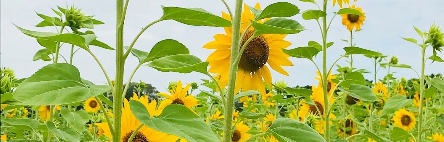 Harvest Moon Fun Farm Sunflower Maze. Brooksville, FL.