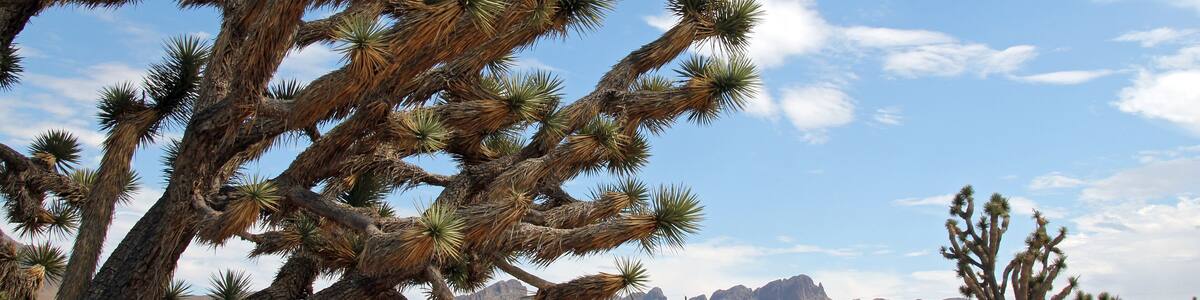 Joshua Trees in Dolan Springs, Arizona, USA