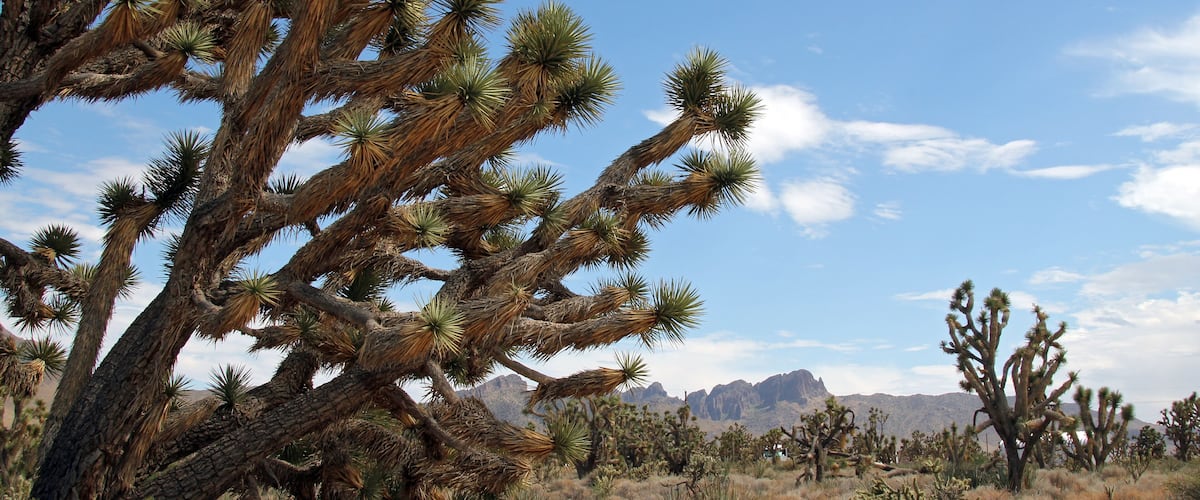 Joshua Trees in Dolan Springs, Arizona, USA