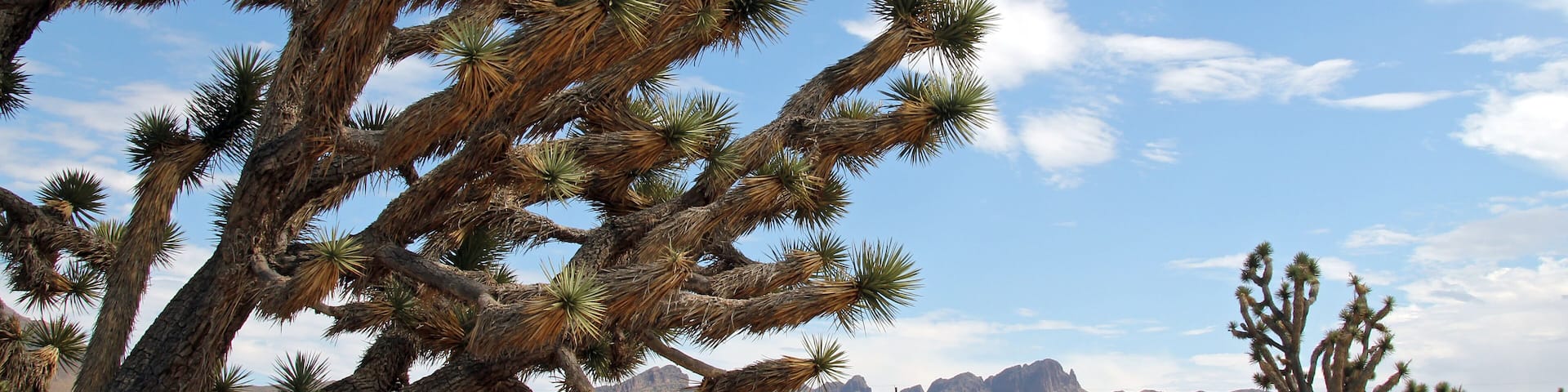 Joshua Trees in Dolan Springs, Arizona, USA