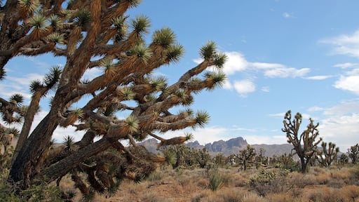 Joshua Trees in Dolan Springs, Arizona, USA