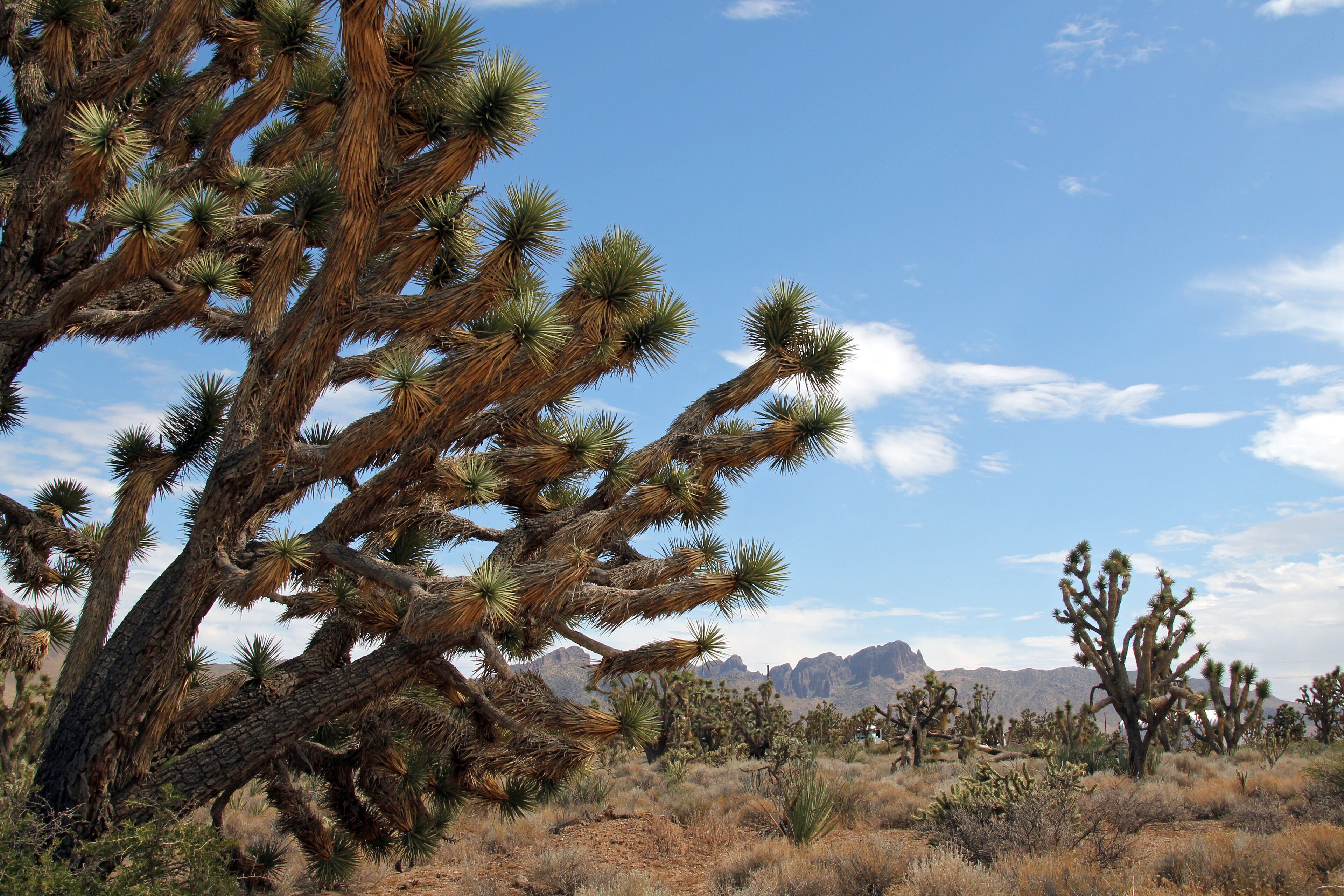 A desert landscape with Joshua trees and mountains in the background.