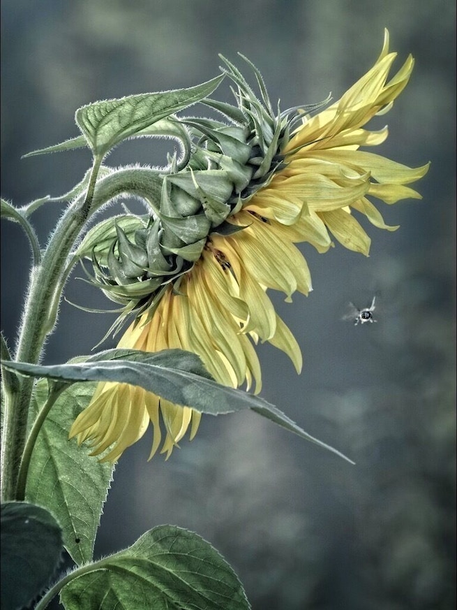 Een zonnebloem met een bij erop.