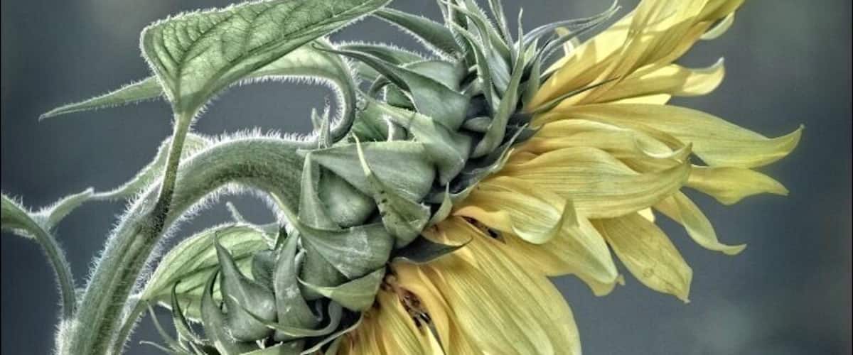A sunflower with a bee on it.