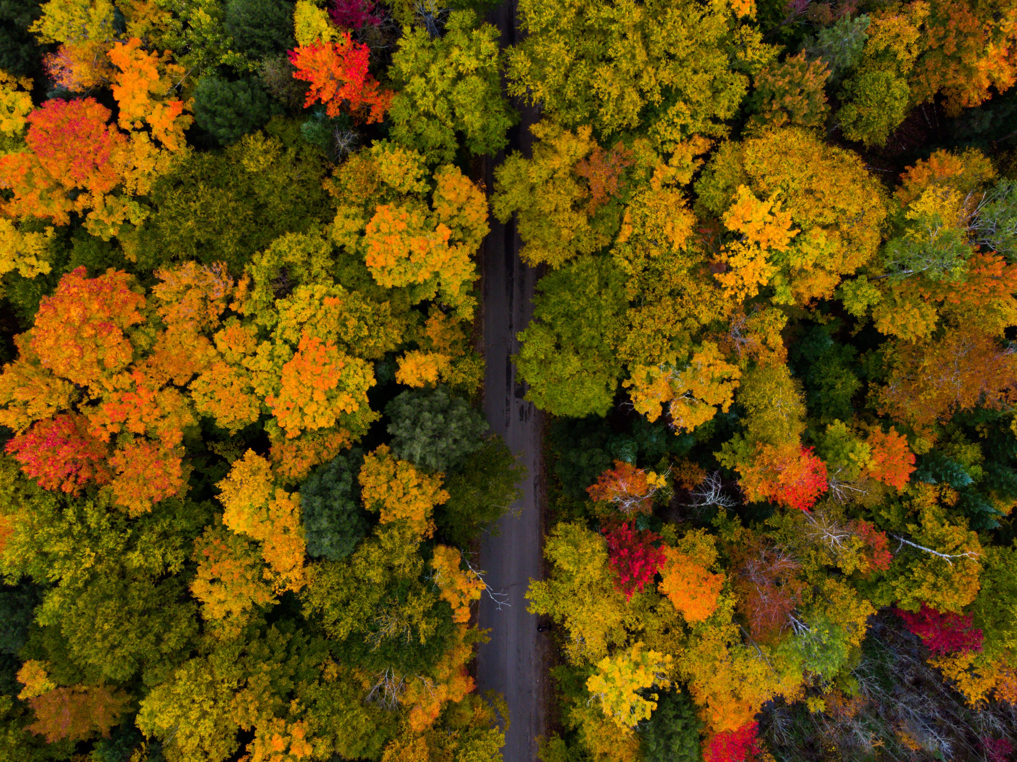 An aerial view of a dense forest with a variety of autumn foliage colors.