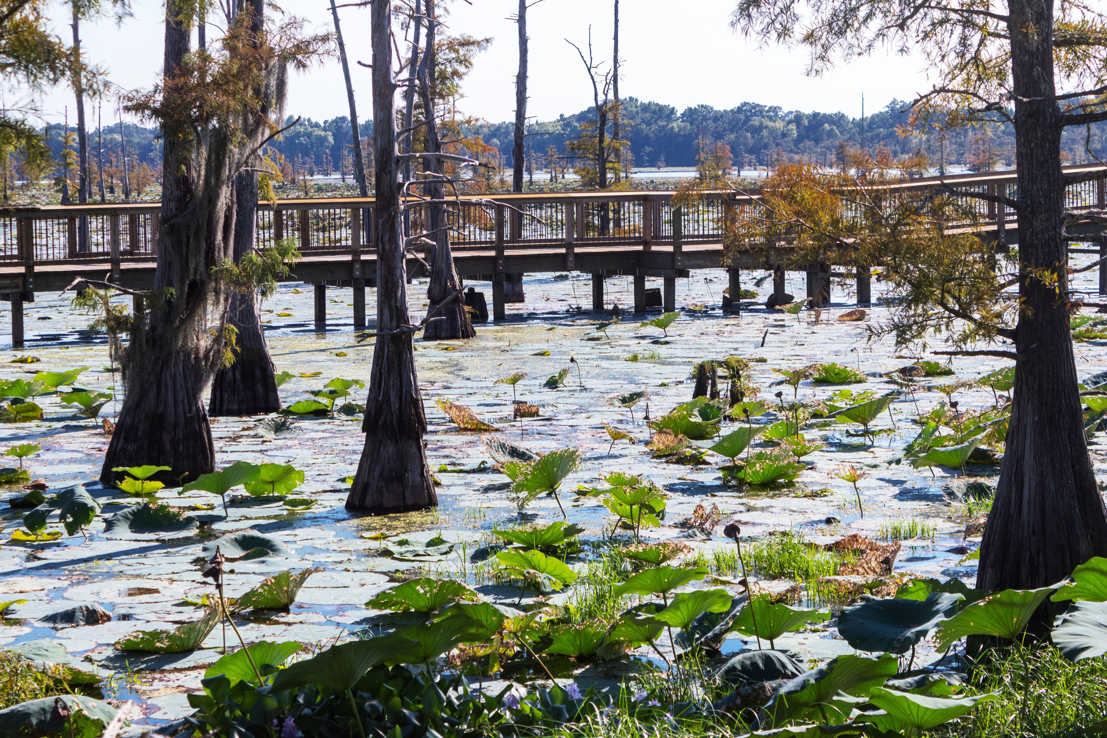 Nature Observation Walkway on Black Bayou , Ouachita Parish, Louisiana