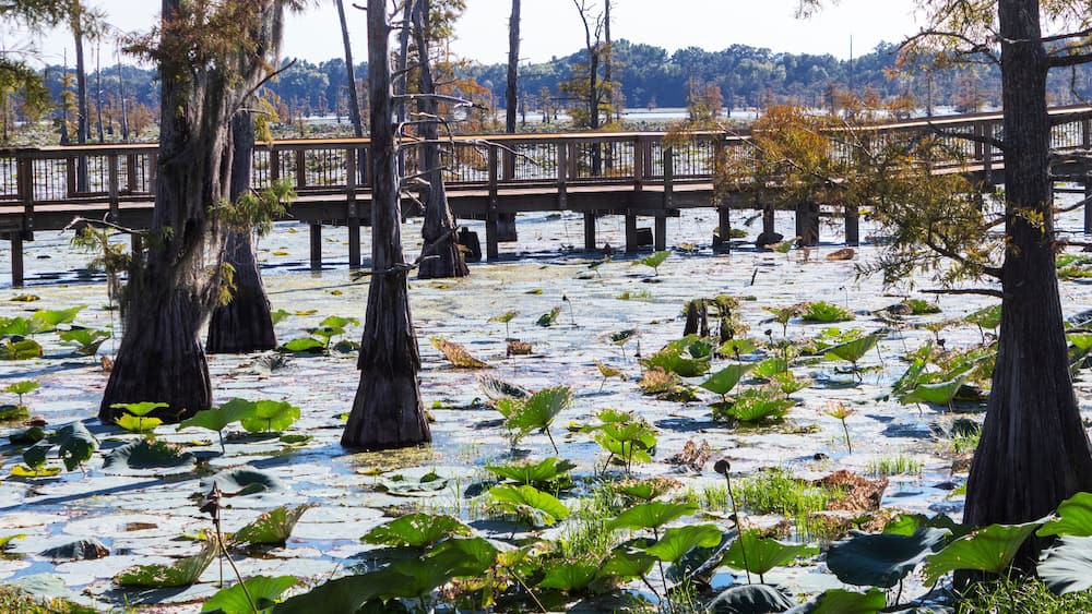 Nature Observation Walkway on Black Bayou , Ouachita Parish, Louisiana