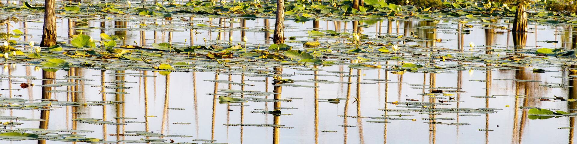 Black Bayou Lily pads in bloom