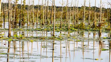 Black Bayou Lily pads in bloom