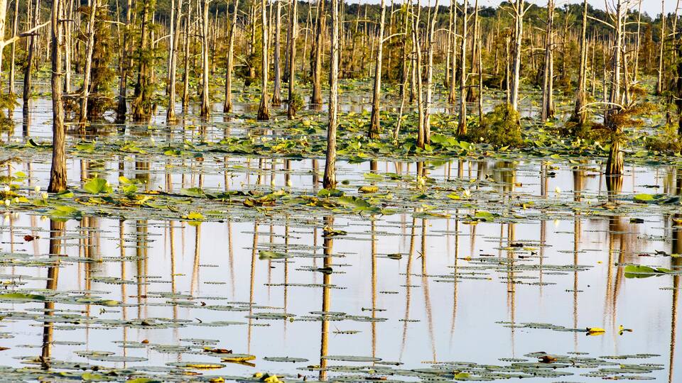 Black Bayou Lily pads in bloom