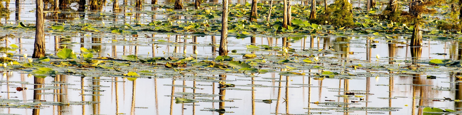 Black Bayou Lily pads in bloom