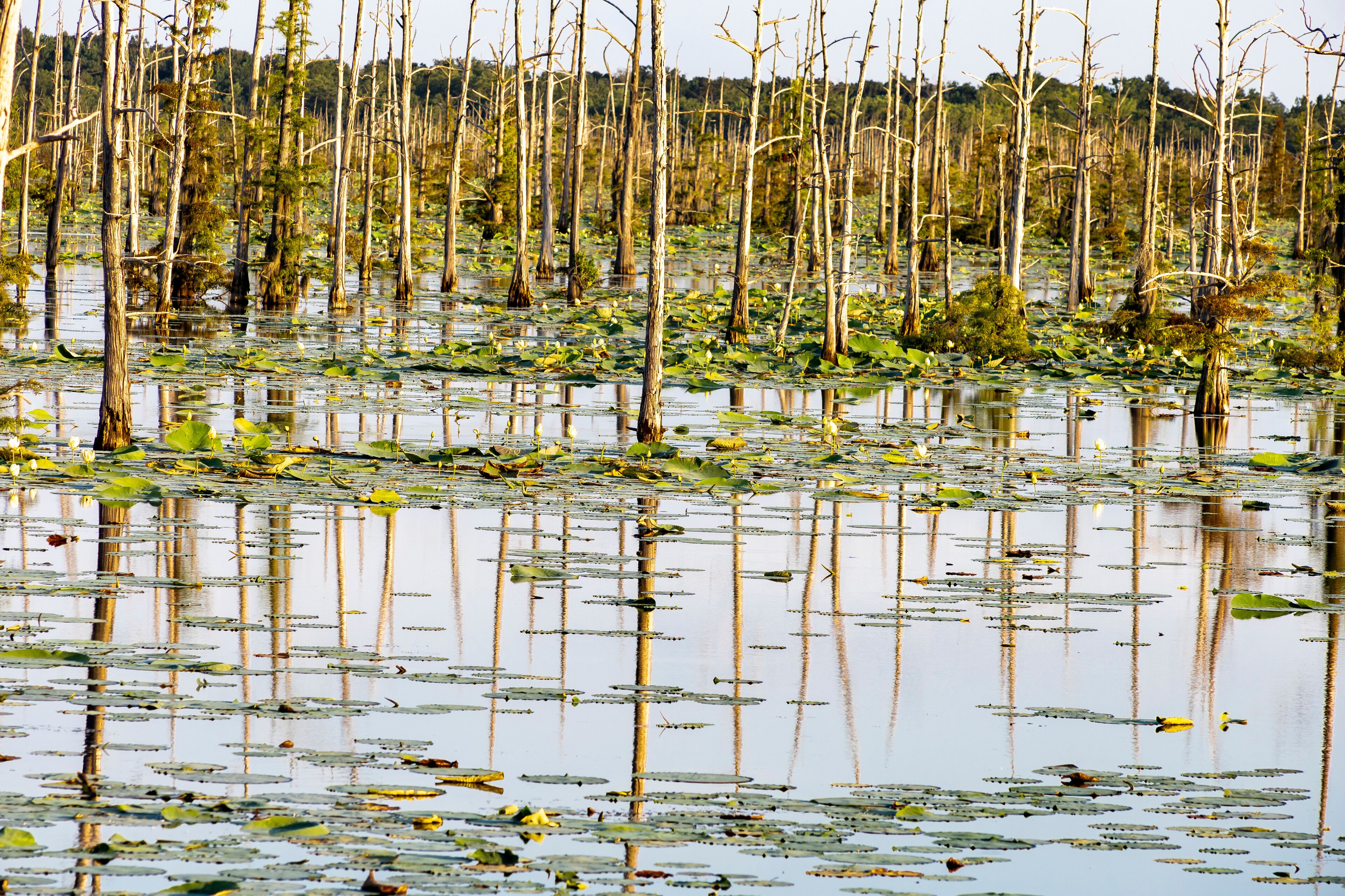 A flooded forest with numerous dead trees and lily pads on the water surface.