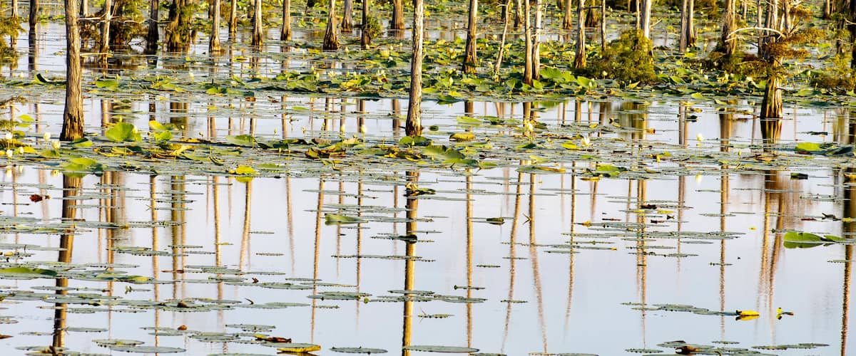 A flooded forest with numerous dead trees and lily pads on the water surface.