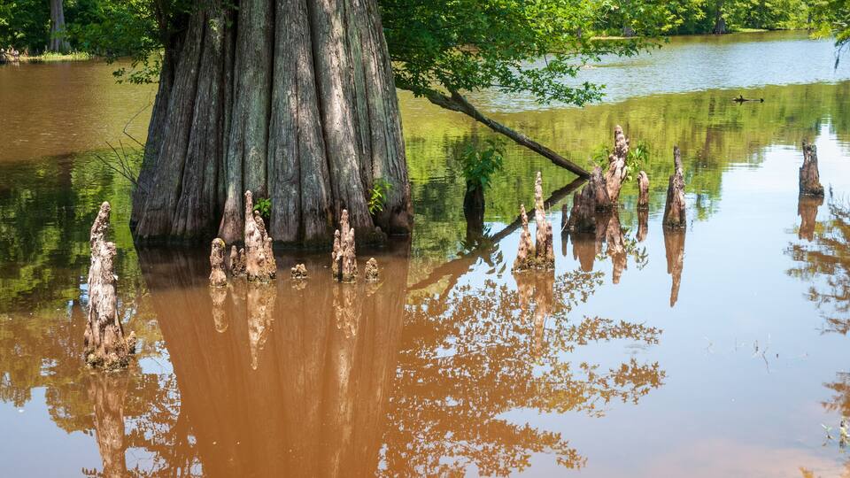Swamp at Leroy Percy State Park in Mississippi