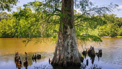 Leroy Percy State Park