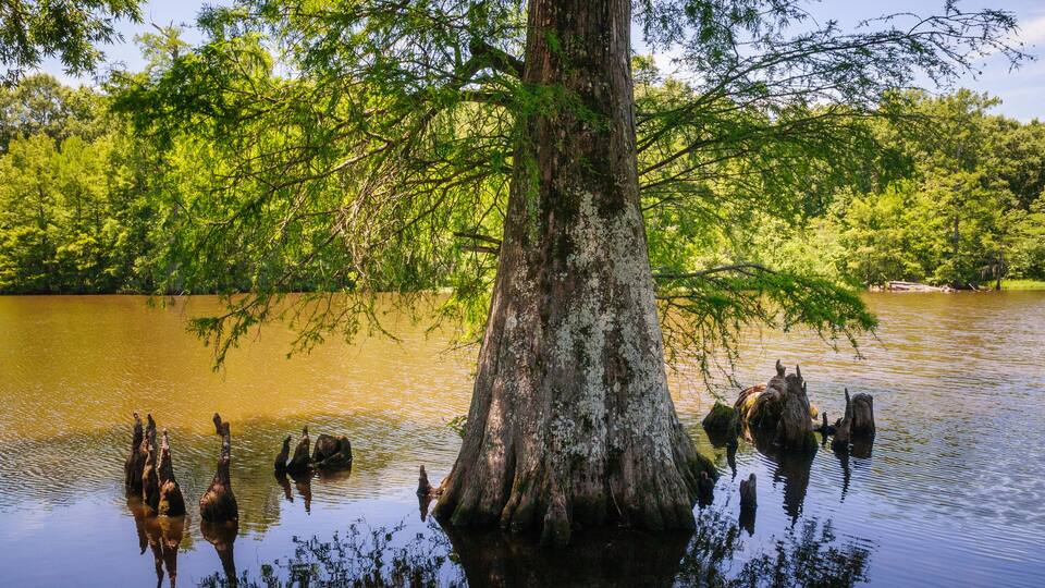 Leroy Percy State Park