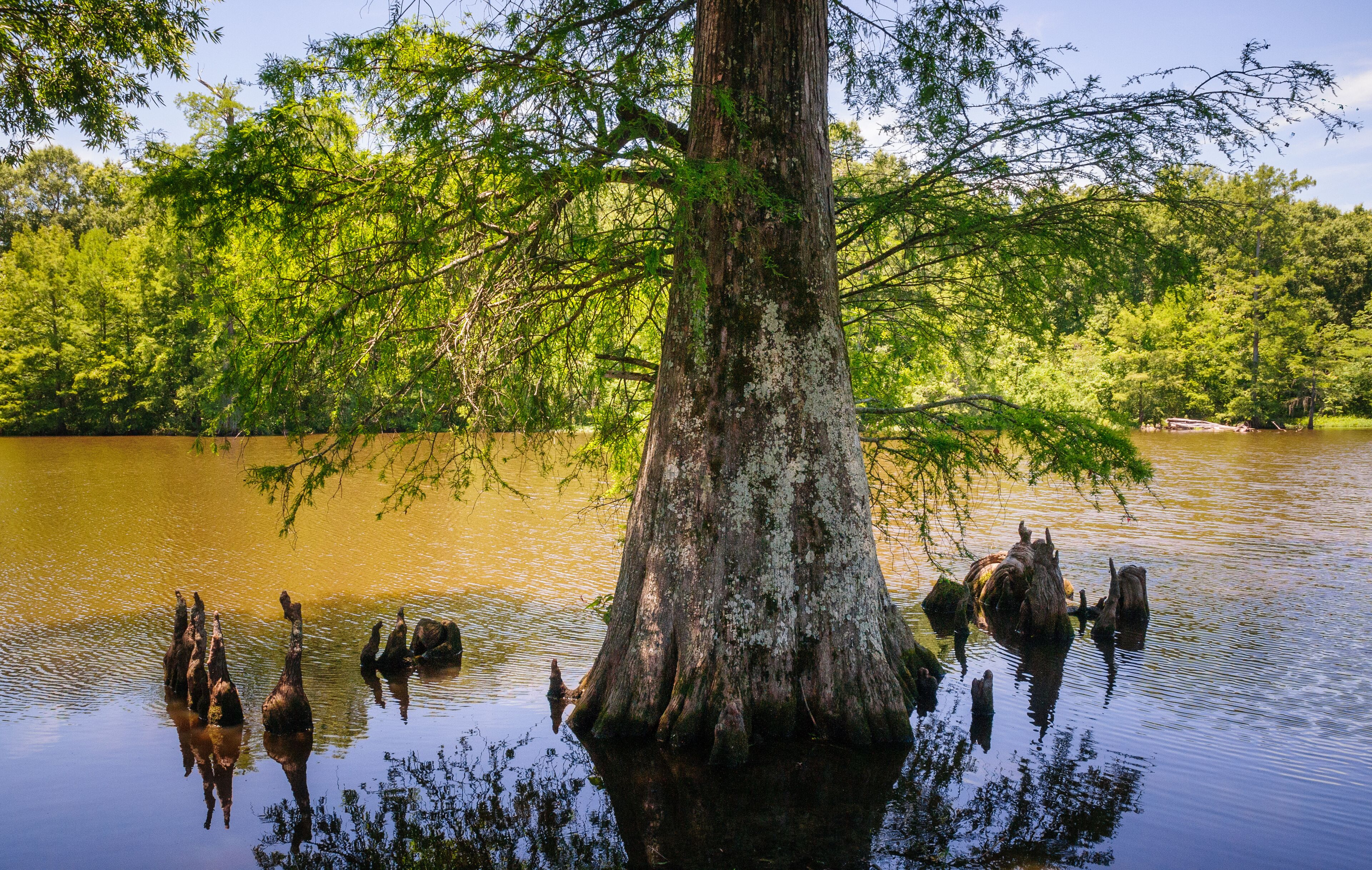 A large tree trunk surrounded by water with reflections, a dense forest in the background, and a calm river.
