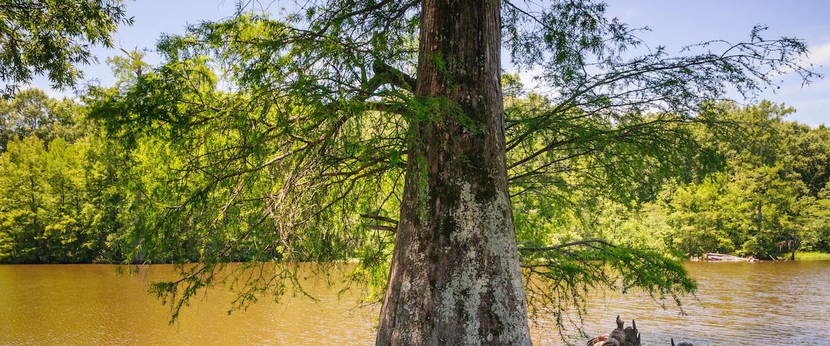 A large tree trunk surrounded by water with reflections, a dense forest in the background, and a calm river.