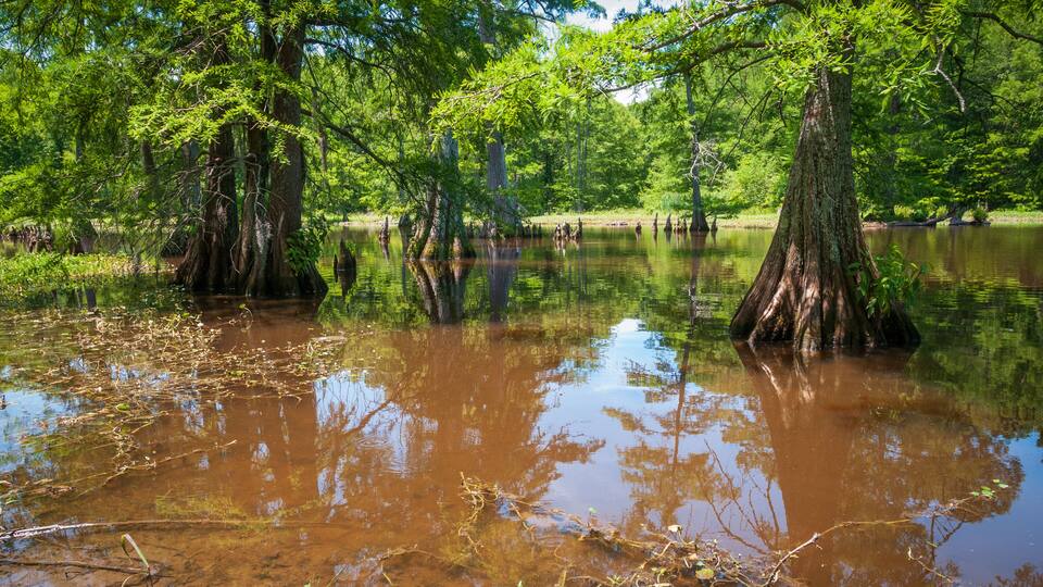 Swamp at Leroy Percy State Park in Mississippi