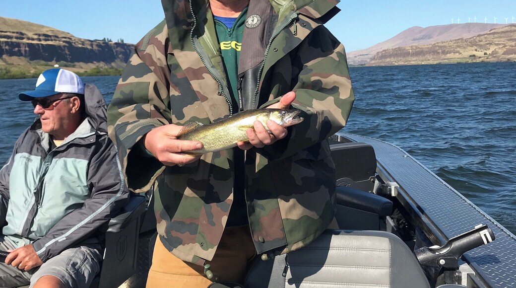 My first Columbia River walleye taken near Rufus, OR.