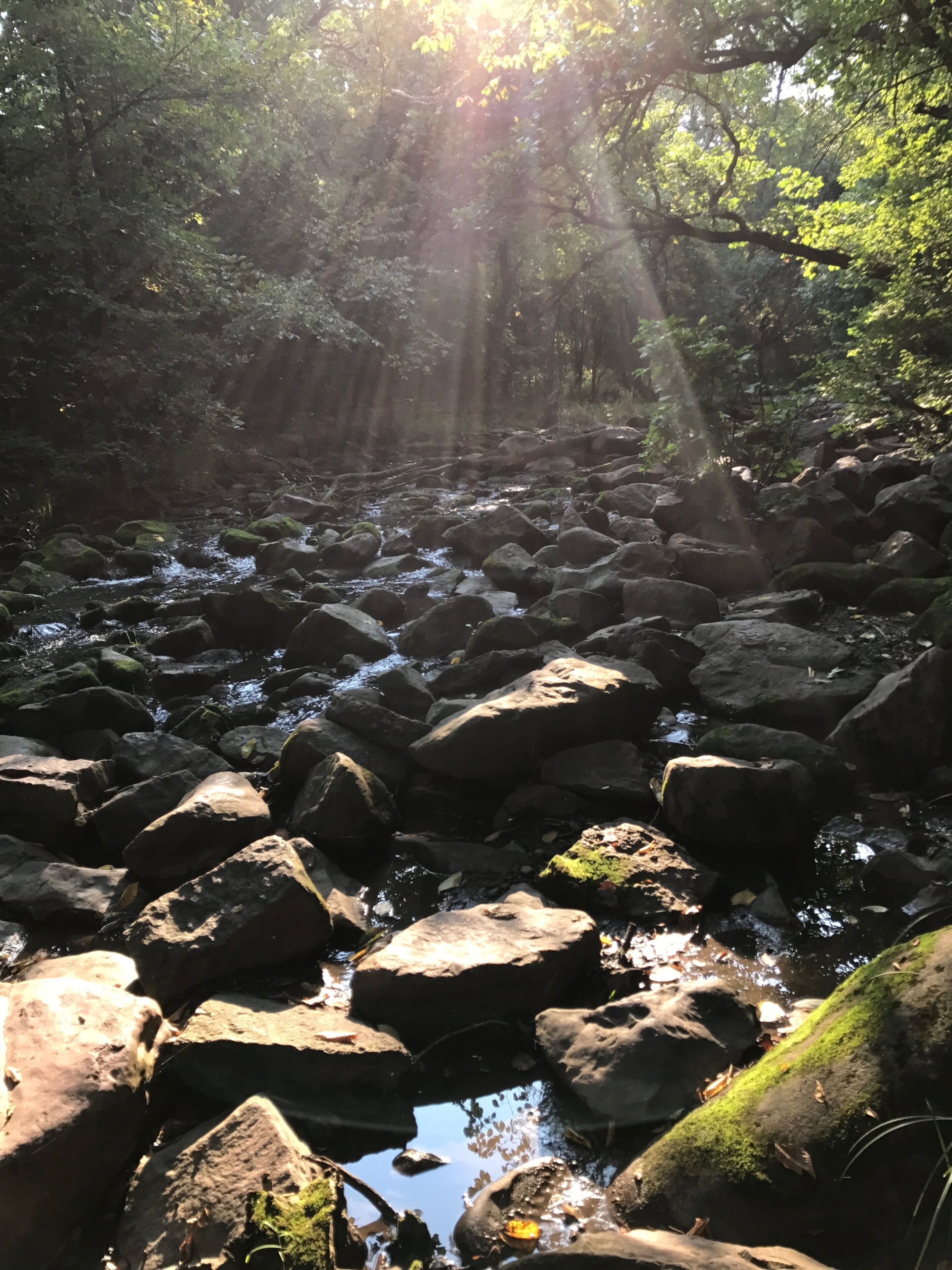 A rocky stream with sunlight filtering through trees.