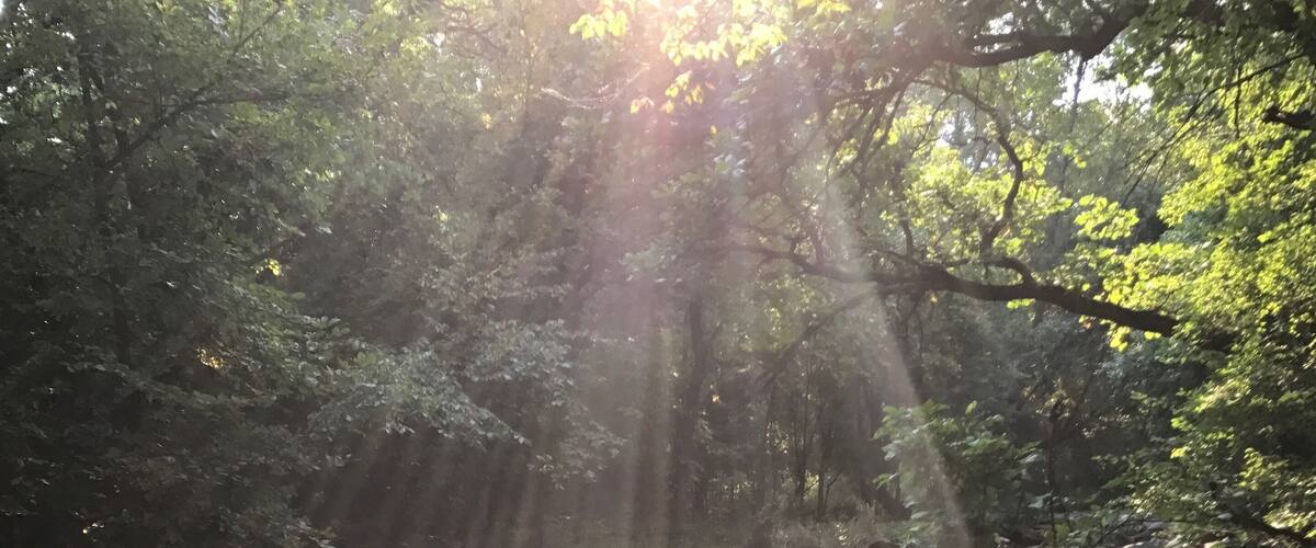 A rocky stream with sunlight filtering through trees.