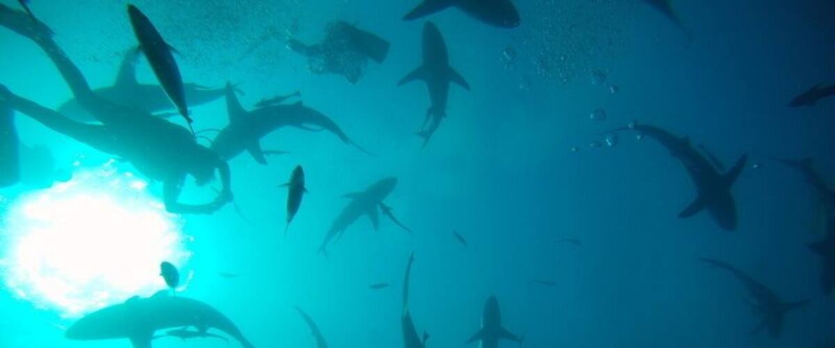 A diver surrounded by sharks in a clear blue underwater environment.
