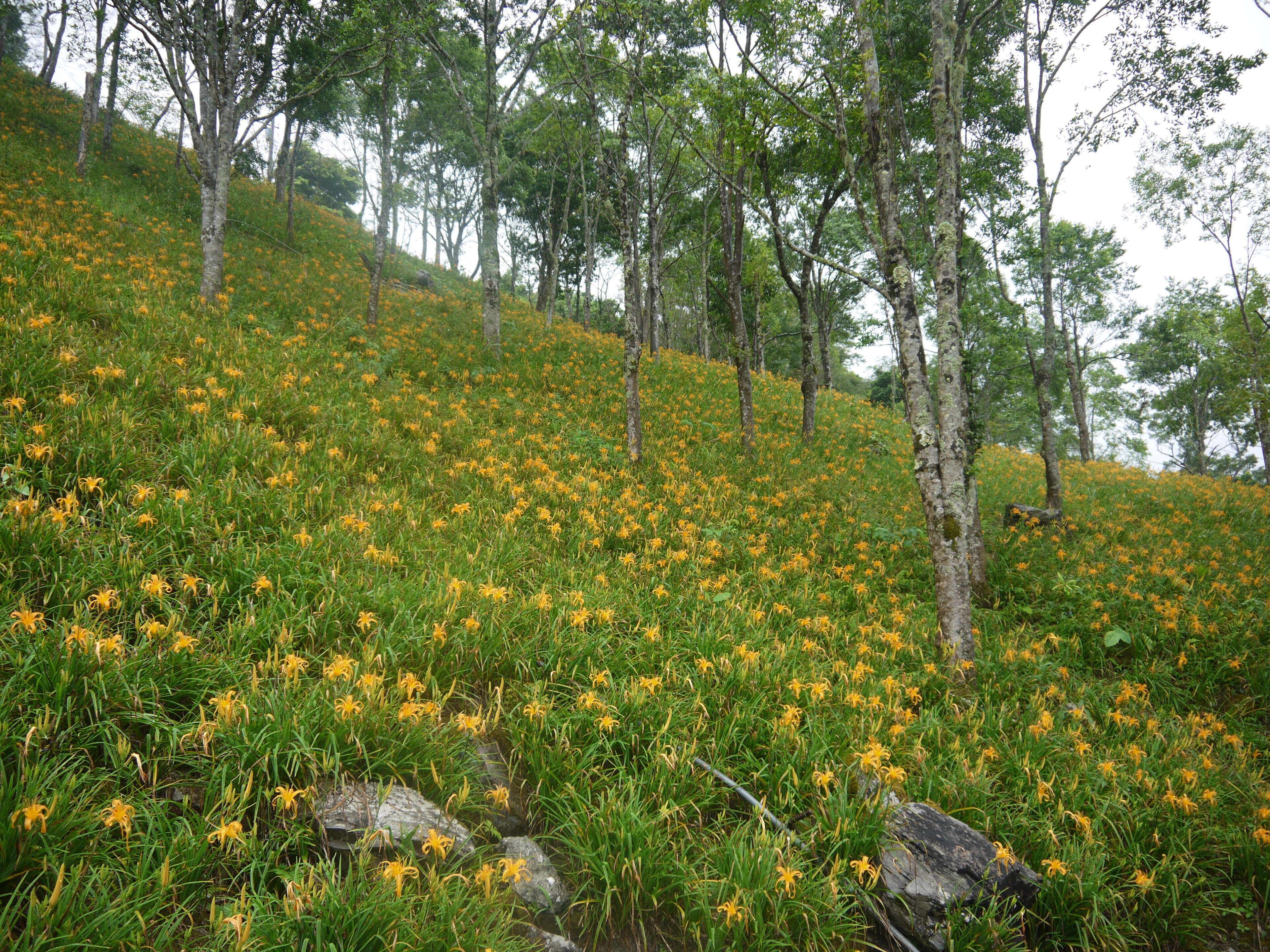 台東縣太麻里鄉 金針山