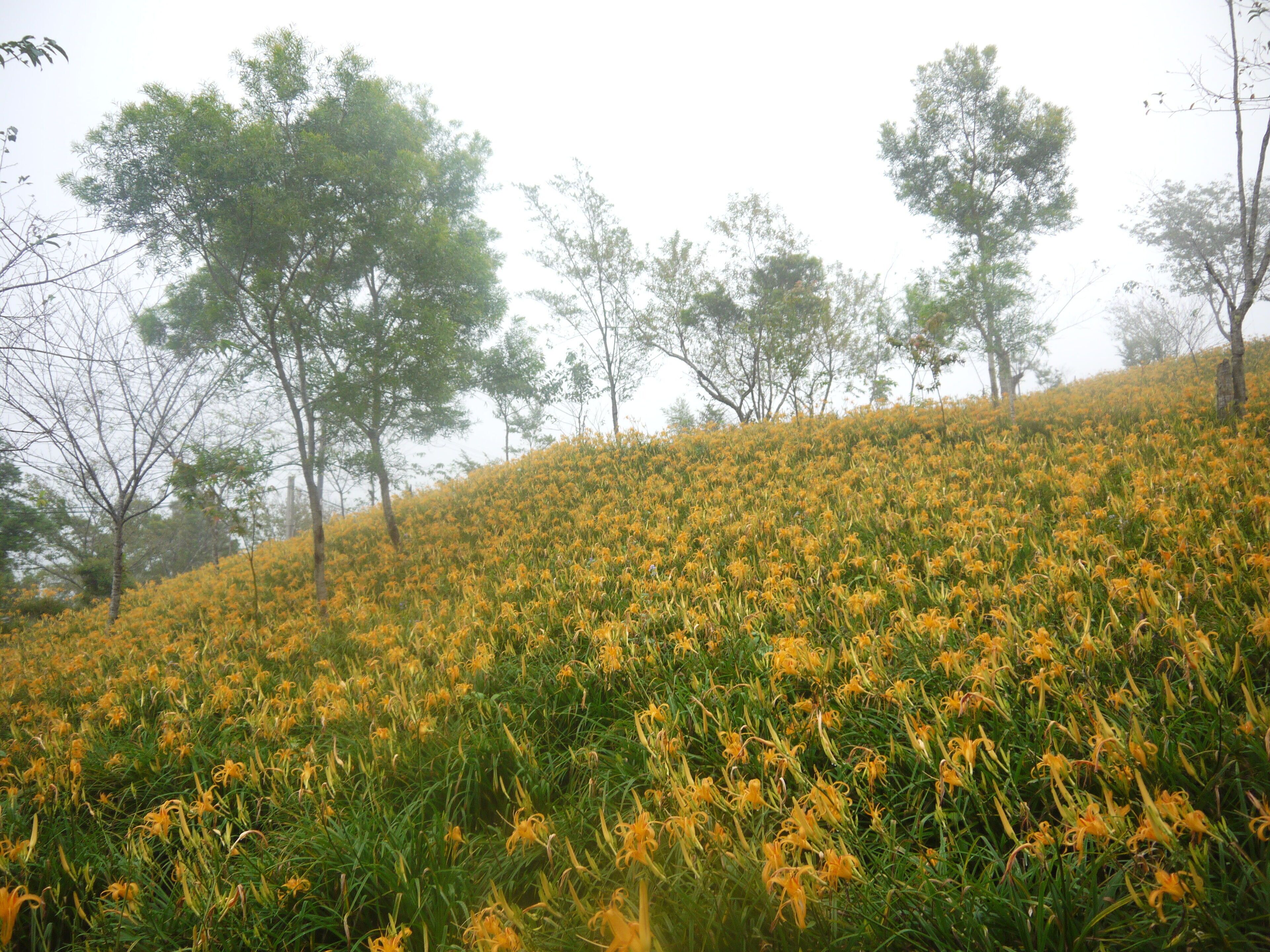 台東縣太麻里鄉 金針山